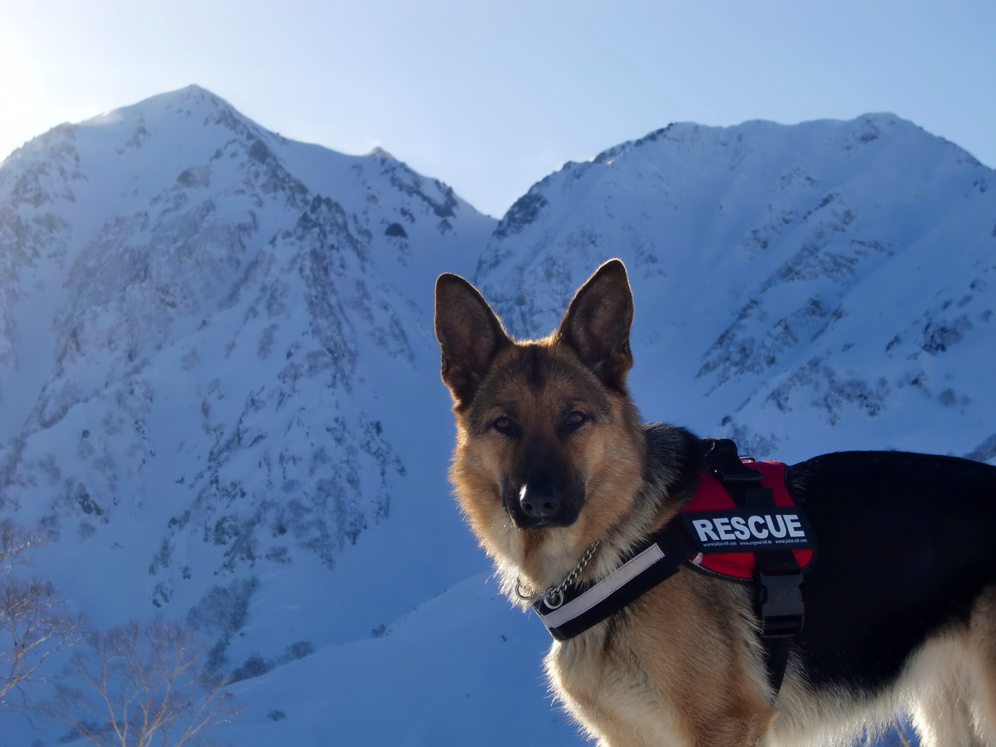 雪崩救助犬育成・雪崩救助対応