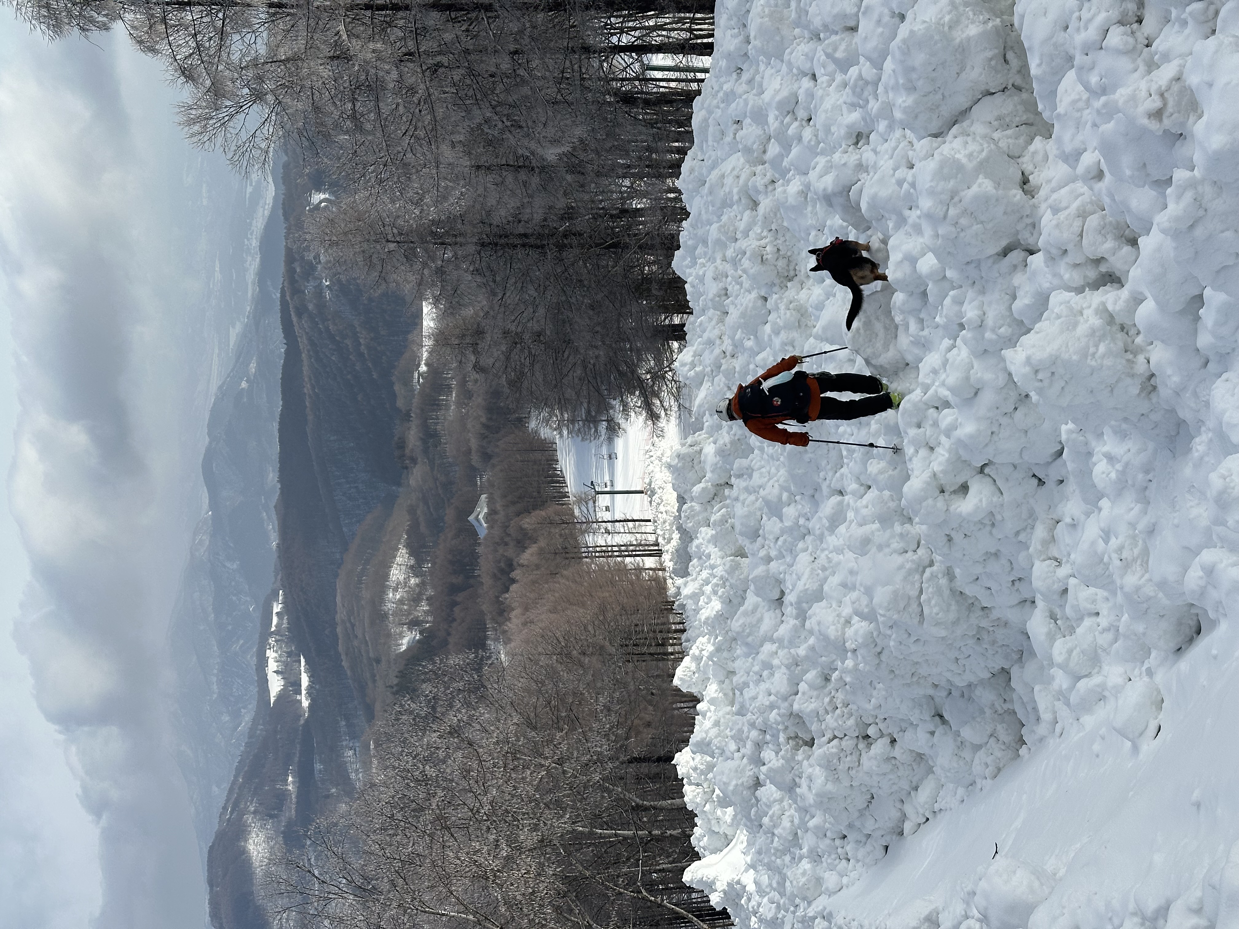 斑尾高原スキー場の雪崩デブリ上で捜索する救助犬（2026年3月）