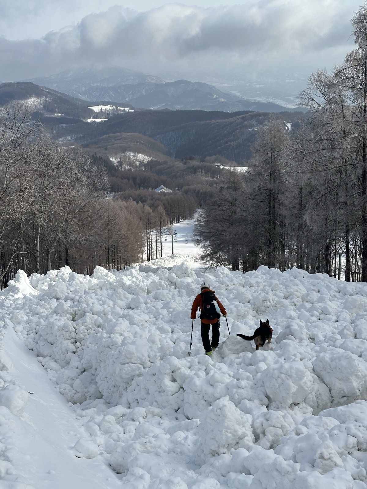 デブリ上で捜索活動を行う救助犬とハンドラー